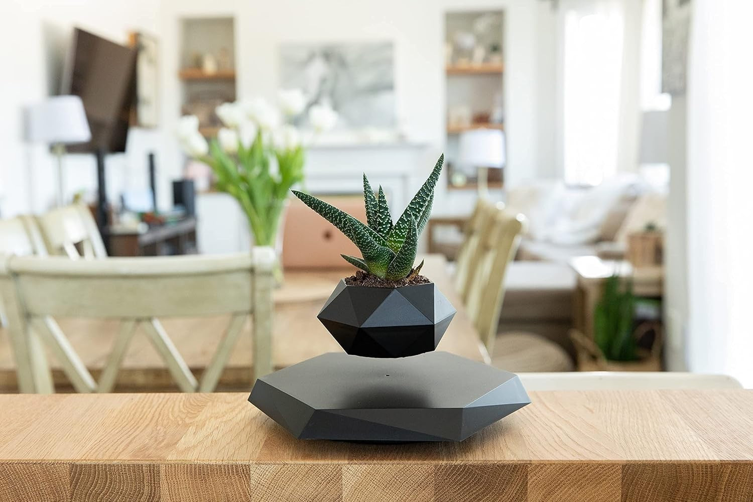Levitating Plant Pot - Floating Plant Pot for Small Plants. Levitatin